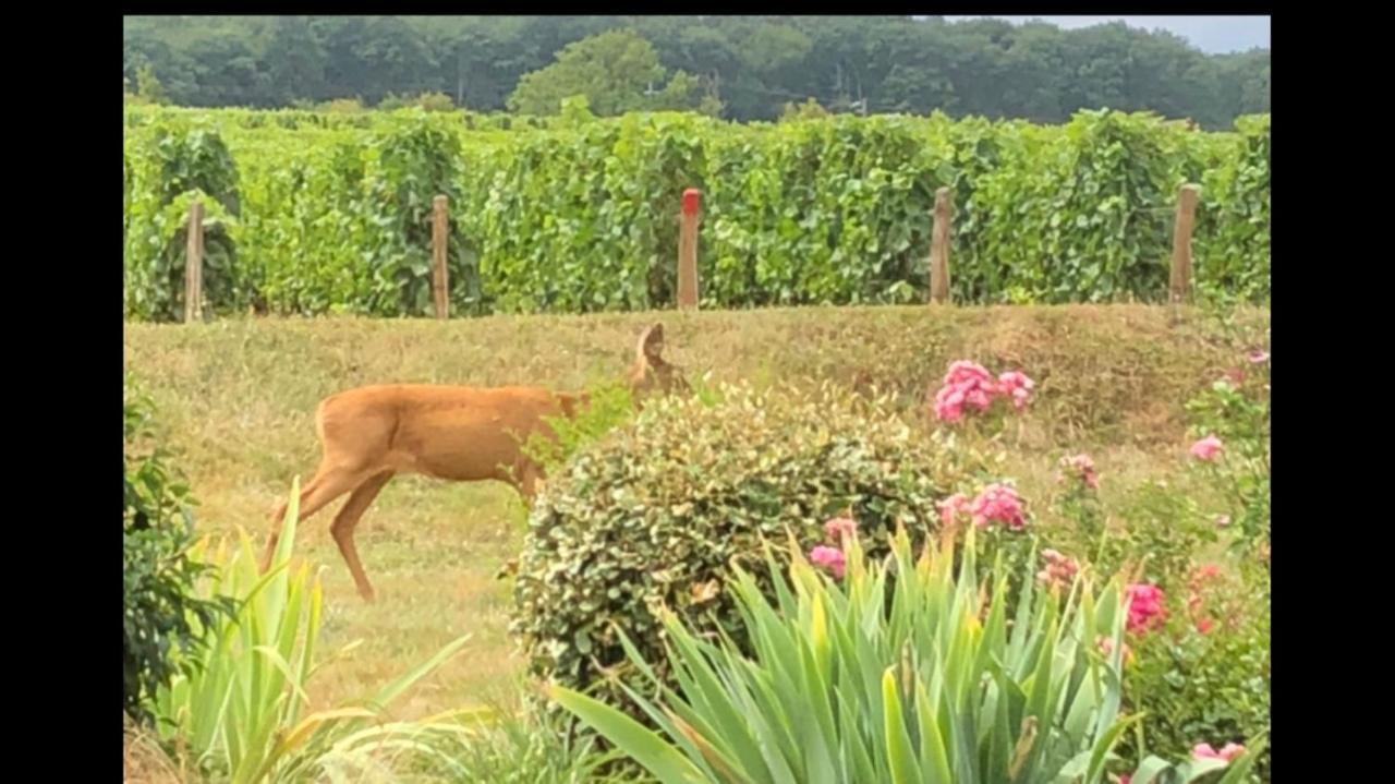 Avre De Paix Sancerrois Leilighet Thauvenay Eksteriør bilde